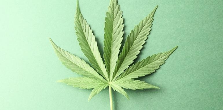 La marihuana sigue de moda a pesar de la volatilidad y la incertidumbre sobre la legalización en EEUU