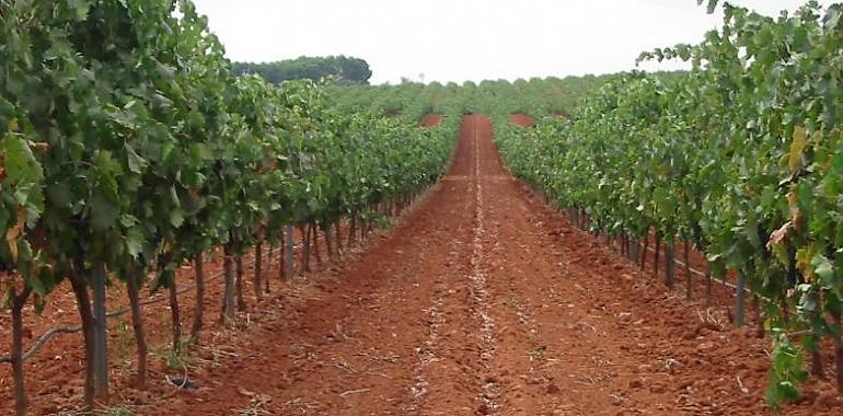El 25 de marzo finaliza el plazo para asegurar la uva de vino frente al riesgo de helada 