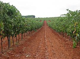 El 25 de marzo finaliza el plazo para asegurar la uva de vino frente al riesgo de helada 