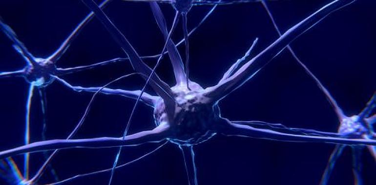 El cerebro humano genera nuevas neuronas hasta los 90 años 