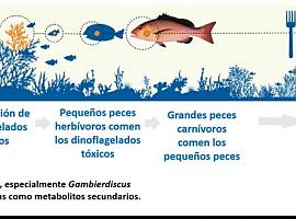 UniOvi avanza en el desarrollo de un test para la detección de toxinas alimentarias en pescado