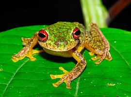 Asesino de ranas