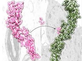 Descrita una variante de una proteína antiinflamatoria para el tratamiento de enfermedades autoimunes