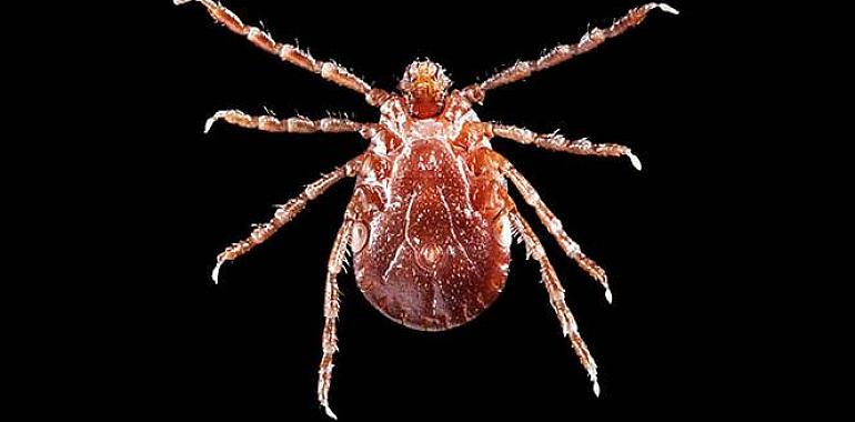 Una garrapata replicante aterra Nueva York