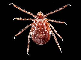Una garrapata replicante aterra Nueva York