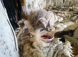 Nacen cinco quebrantahuesos en el CRIAH con cumbre asegurada en Asturias