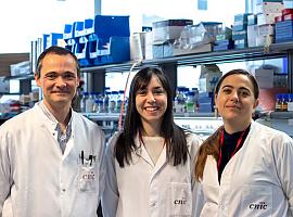 Adiponectina, la hormona que protege a las mujeres del cáncer de hígado