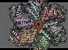 Un trabajo del CSIC ofrece nuevas pistas sobre la compleja maquinaria de replicación del ADN en bacterias