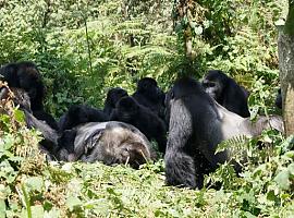 Los gorilas tambièn penan a sus muertos
