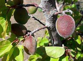 Frutales y almendro son los más afectados por heladas y los pedriscos