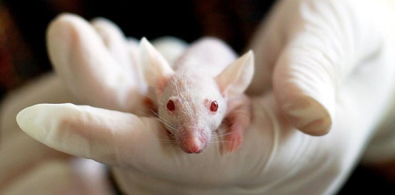 El equipo Barbacid da un paso decisivo para reducir la mortalidad por cáncer de pancreas