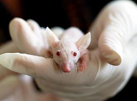 El equipo Barbacid da un paso decisivo para reducir la mortalidad por cáncer de pancreas