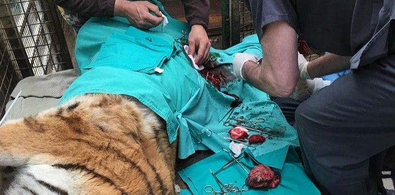 La tigresa Diana, operada de un tumor de mama en el zoo de Oviedo