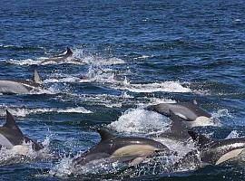 Los delfines del Océano Índico tienen niveles de contaminantes 10 veces mayores que los del Mar de Alborán