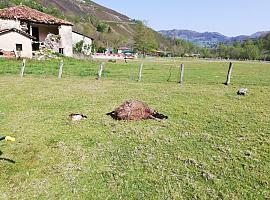 FORO pide al Principado que declare al lobo especie para cazar