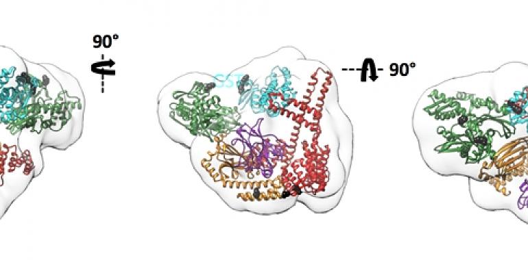 Las chaperonas moleculares intervienen en la degradación de proteínas gracias a su flexibilidad