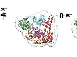 Las chaperonas moleculares intervienen en la degradación de proteínas gracias a su flexibilidad