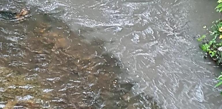 Denuncian un nuevo vertido al río Arlos en Corvera