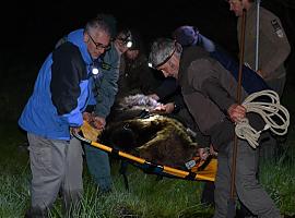 Rescatan un oso malherido en Palacios del Sil
