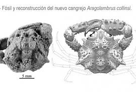 Descubierta una nueva especie de cangrejo fósil en el Pirineo oscense 