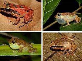 Ranas que habitan en islas distantes se han adaptado a un mismo ambiente de forma similar