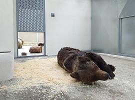 Muere el oso pardo rescatado malherido en Palacios del Sil