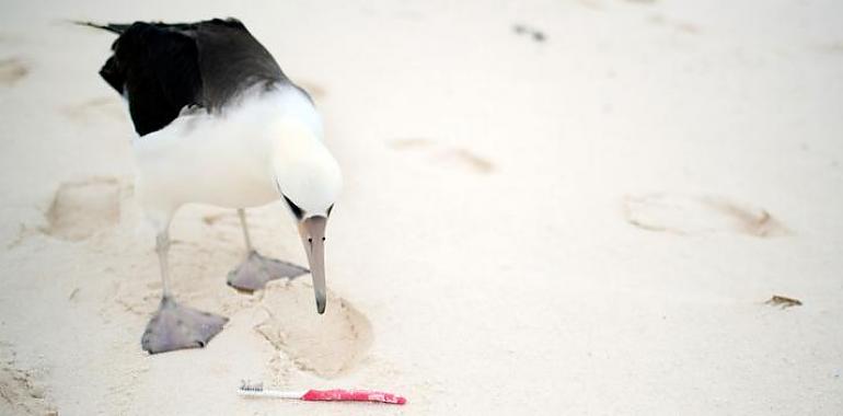 También matamos a las aves con el plástico