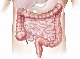 Un proyecto coordinado por CSIC identifica bacterias intestinales para combatir la obesidad y el estrés