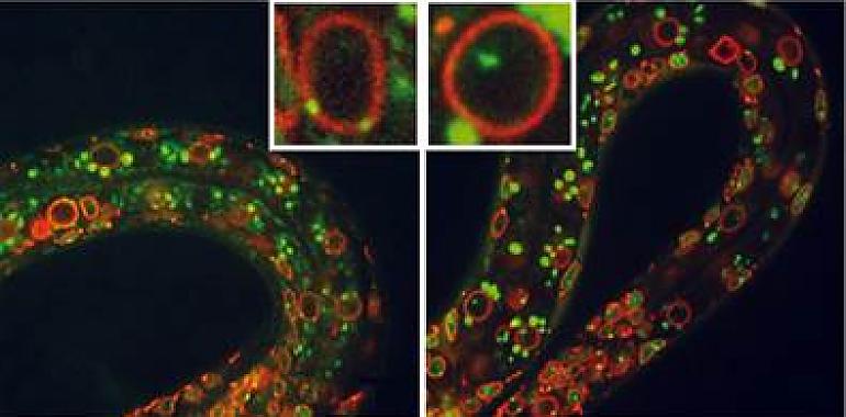 Científicos del CSIC revelan nuevas claves sobre los ‘interruptores’ del genoma