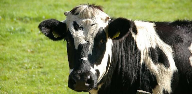 Nuevas ayudas para la adquisición de dispositivos de localización y monitorización del ganado asturiano
