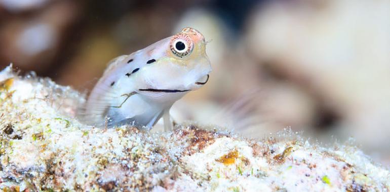 Los mini Nemo luchan por salvar a los corales de la extinción