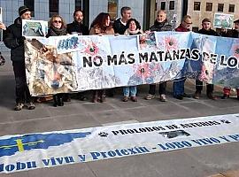 El Gobierno protegerá el lobo al sur del Duero