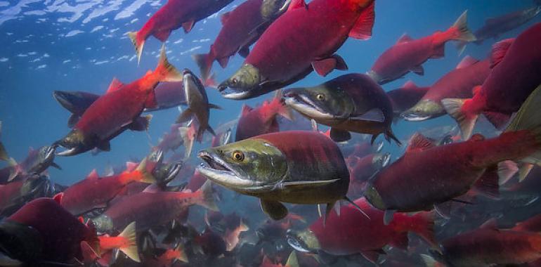 La tragedia climática alcanza a los salmones