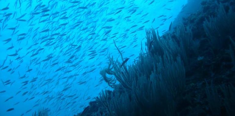 El calentamiento podría reducir un 17% la biomasa de especies marinas a nivel global a finales de siglo