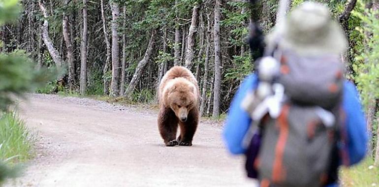 UniOvi lidera un estudio sobre ataques de osos pardos a humanos