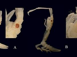 Descubren un nuevo crustáceo en la mar de Asturias