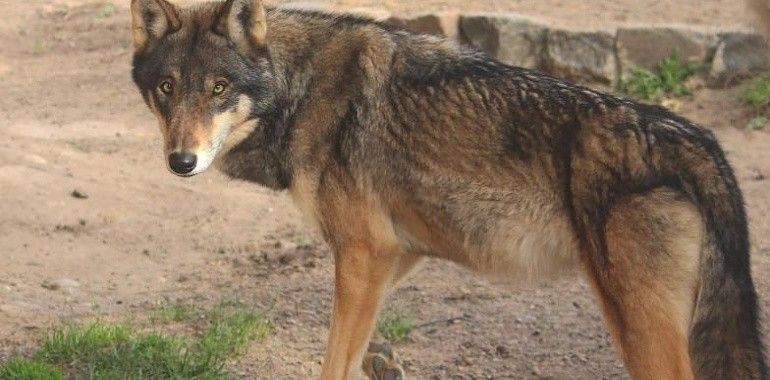 Los lobos llegan al zoo de Oviedo