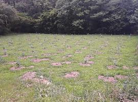La Coordinadora Ecoloxista d’Asturies denuncia plantaciones ilegales de Eucaliptos