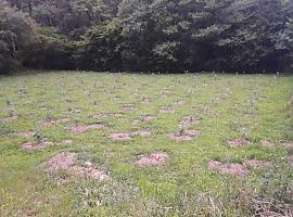 La Coordinadora Ecoloxista d’Asturies denuncia plantaciones ilegales de Eucaliptos