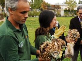 Sueltan los primeros cinco milanos criados en cautividad en Europa, en el Centro de La Alfranca