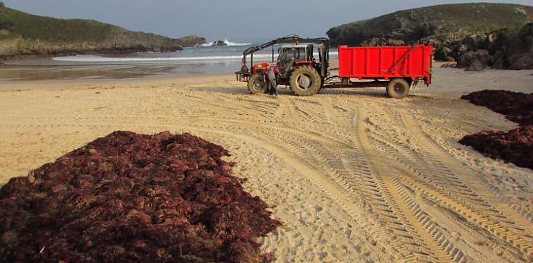 La Coordinadora Ecoloxista d’Asturies denuncia el arranque de ocle