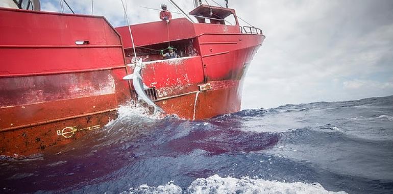 La flota pesquera española causa la mayor captura de tiburones en Europa