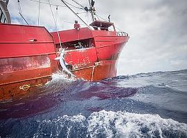 La flota pesquera española causa la mayor captura de tiburones en Europa