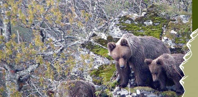  Comienza “Conoce nuestros osos” el itinerario de verano de la Fundación Oso de Asturias