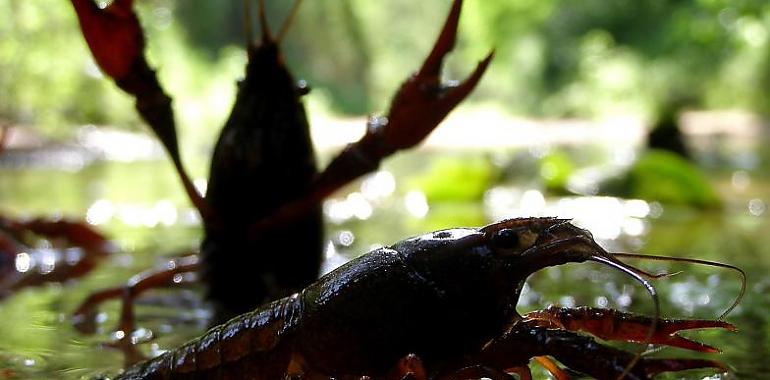 El cámbaru roxu propaga el hongo asesino de ranas y otros anfibios