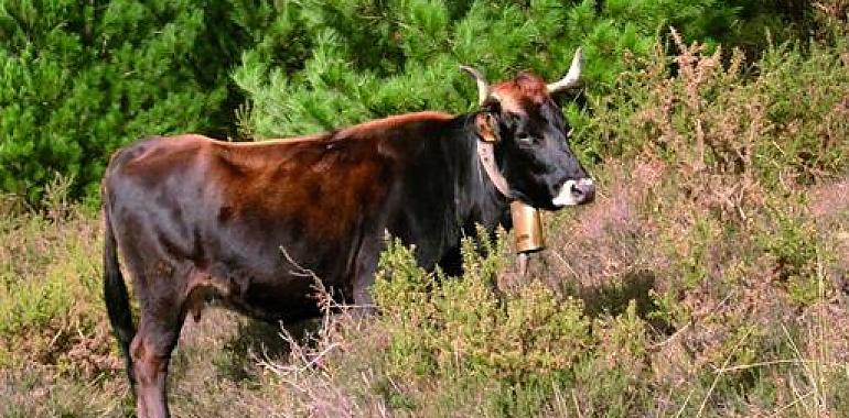 España pone en marcha un plan para controlar la temperatura en transportes de animales vivos por carretera