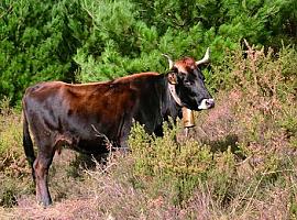 España pone en marcha un plan para controlar la temperatura en transportes de animales vivos por carretera