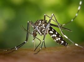 ¿Cómo hacer frente al mosquito tigre este verano