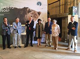 ‘Vivir con osos’ ya se puede en la Colegiata San Juan Bautista de Gijón