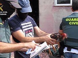 13 detenidos por organizar sangrientas peleas de gallos en Tordesillas